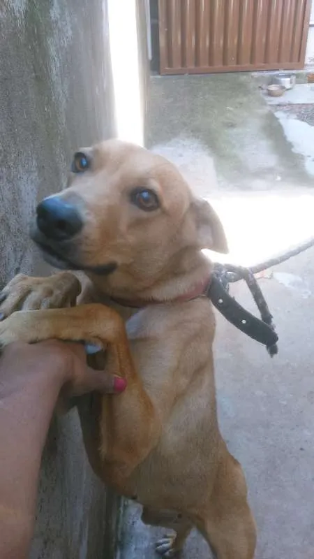 Cachorro ra a não sei idade 2 anos nome Tulipa 