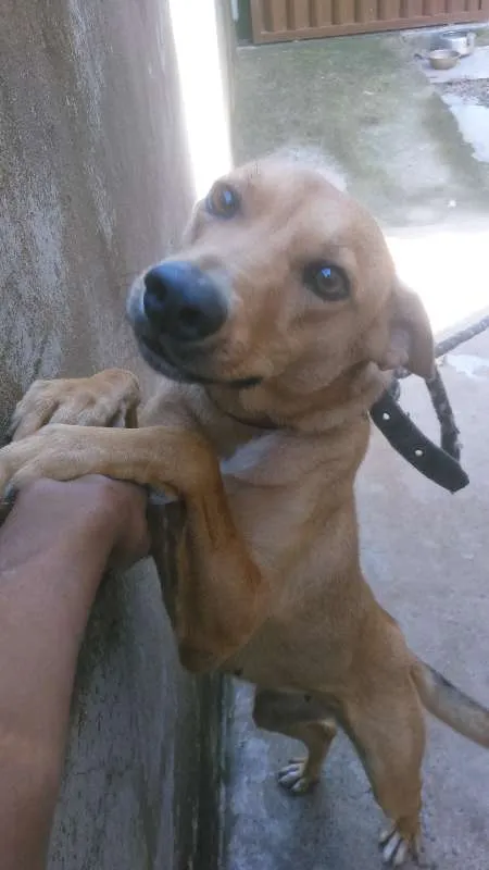 Cachorro ra a não sei idade 2 anos nome Tulipa 