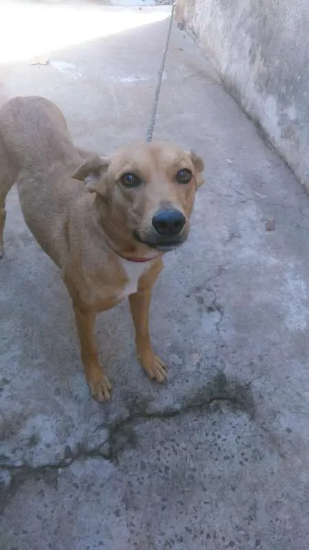 Cachorro ra a não sei idade 2 anos nome Tulipa 