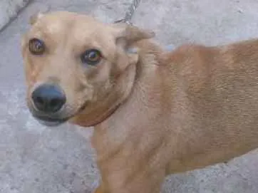 Cachorro ra a não sei idade 2 anos nome Tulipa 