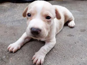 Cachorro raça Pinscher misturado idade Abaixo de 2 meses nome Filhote 