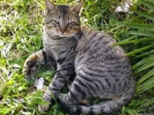 Gato raça Vira-lata idade 1 ano nome Gatinha
