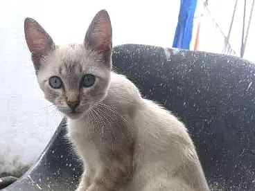Gato ra a Desconhecida idade 2 a 6 meses nome Não tem nome 