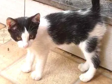 Gato ra a Nenhuma  idade 2 a 6 meses nome SeMuito nome 