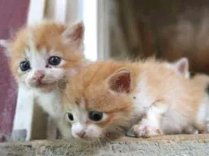 Gato raça Sem raça  idade Abaixo de 2 meses nome Cat