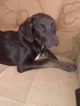 Gorila