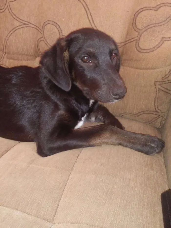 Cachorro ra a Vira lata idade 2 a 6 meses nome Gorila