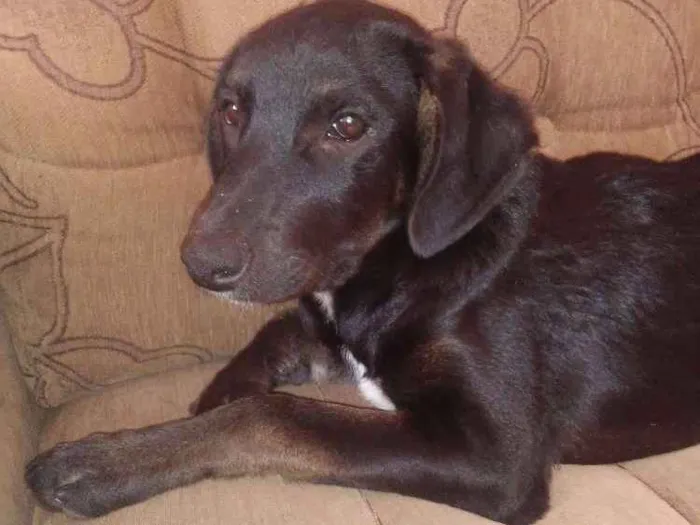 Cachorro ra a Vira lata idade 2 a 6 meses nome Gorila