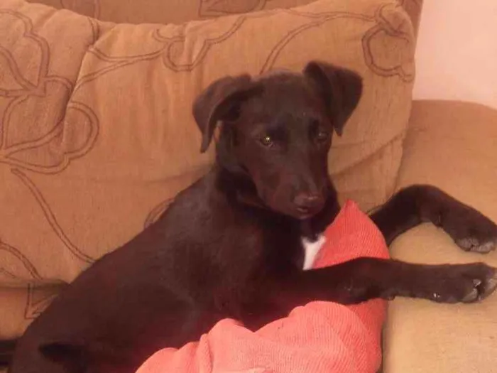 Cachorro ra a Vira lata idade 2 a 6 meses nome Meg