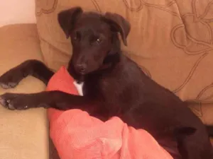 Cachorro raça Vira lata idade 2 a 6 meses nome Meg