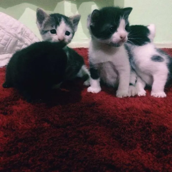 Gato ra a  idade Abaixo de 2 meses nome Shiva-Potter