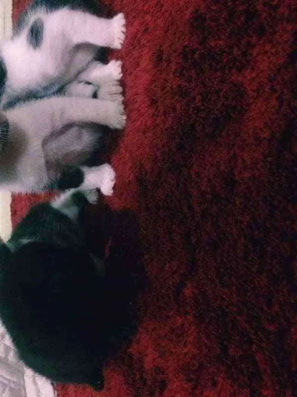 Gato ra a  idade Abaixo de 2 meses nome Shiva-Potter