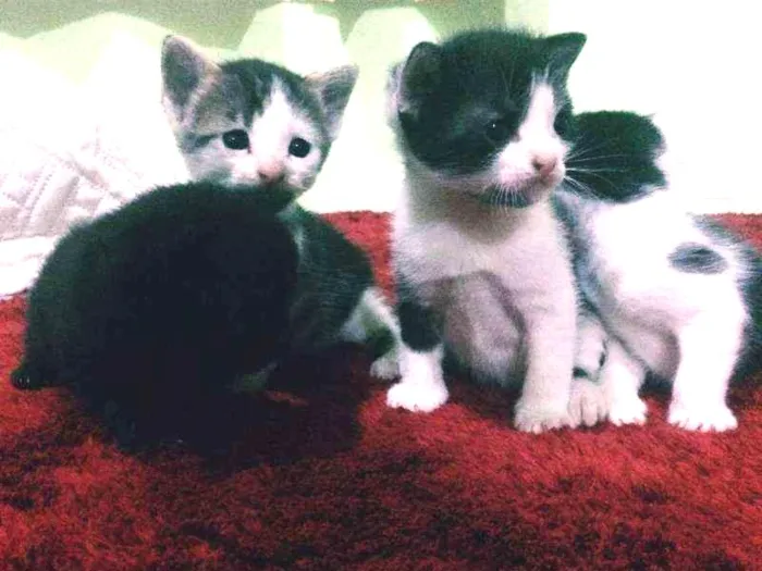 Gato ra a  idade Abaixo de 2 meses nome Shiva-Potter