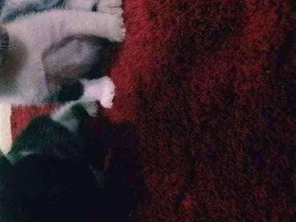 Gato ra a  idade Abaixo de 2 meses nome Shiva-Potter