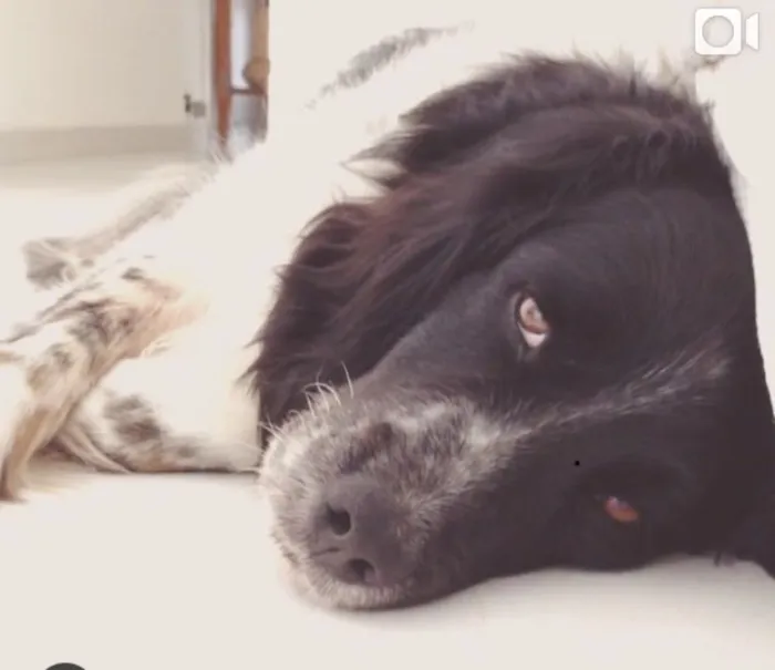 Cachorro ra a SRD idade 6 ou mais anos nome Theo