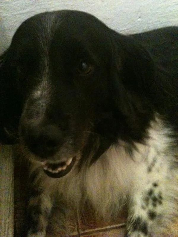 Cachorro ra a SRD idade 6 ou mais anos nome Theo