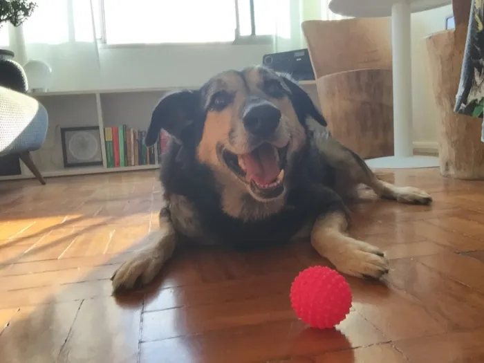 Cachorro ra a SRD idade 6 ou mais anos nome Barto