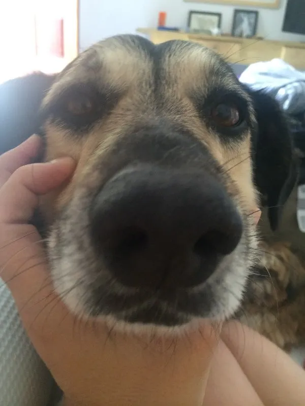Cachorro ra a SRD idade 6 ou mais anos nome Barto