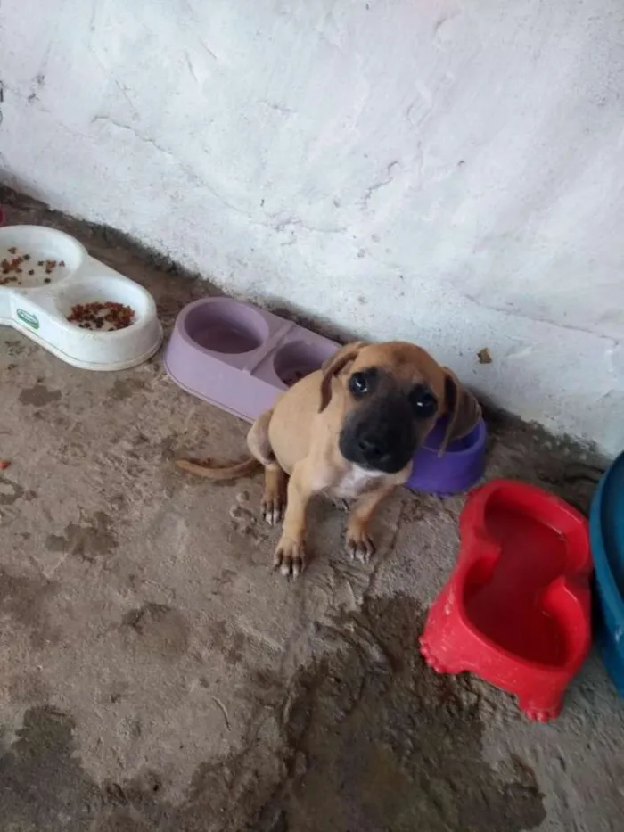 Cachorro raça Vira lata idade 2 a 6 meses nome Jasmim