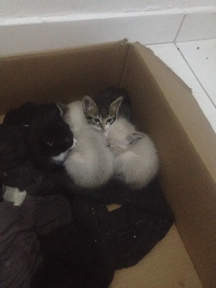 Gato ra a Viralata idade 2 a 6 meses nome Filhotes