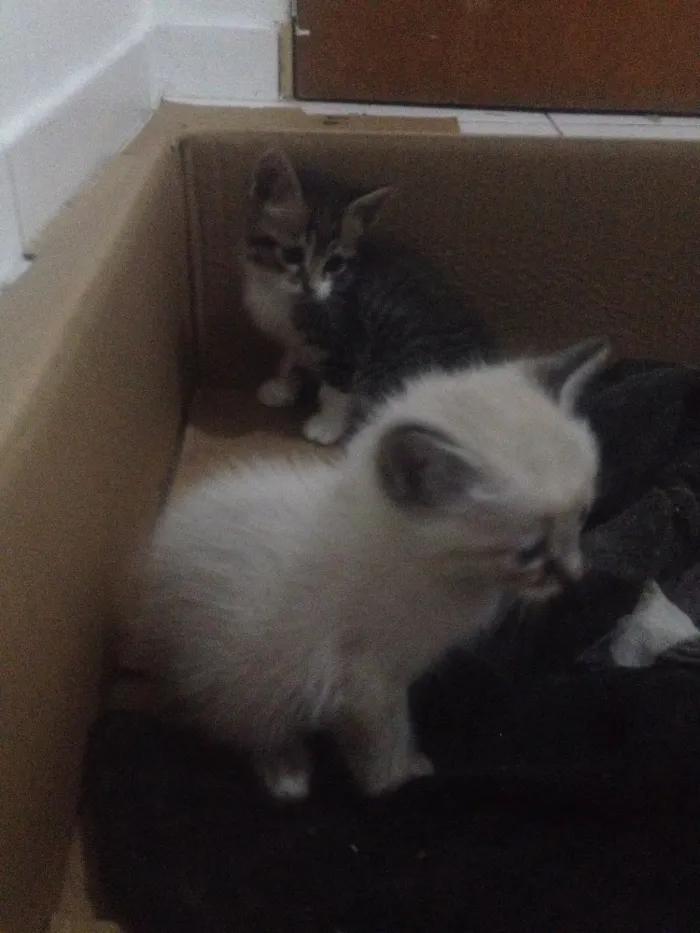 Gato ra a Viralata idade 2 a 6 meses nome Filhotes