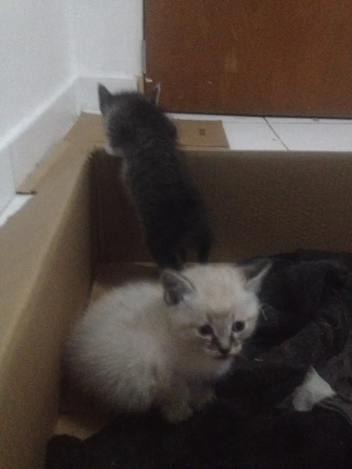 Gato ra a Viralata idade 2 a 6 meses nome Filhotes
