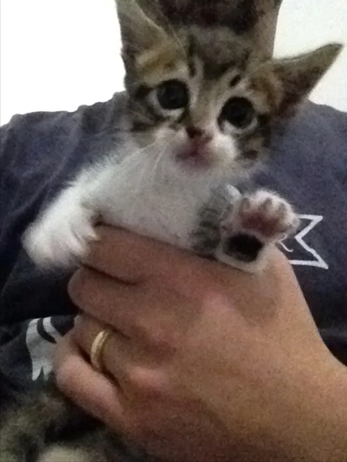 Gato ra a Viralata idade 2 a 6 meses nome Filhotes