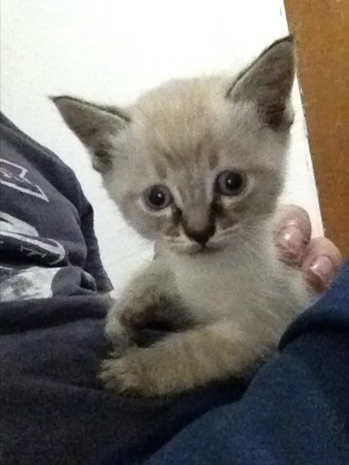 Gato ra a Viralata idade 2 a 6 meses nome Filhotes