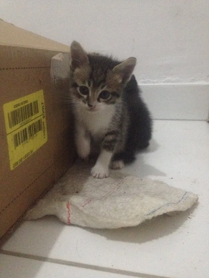 Gato ra a Viralata idade 2 a 6 meses nome Filhotes