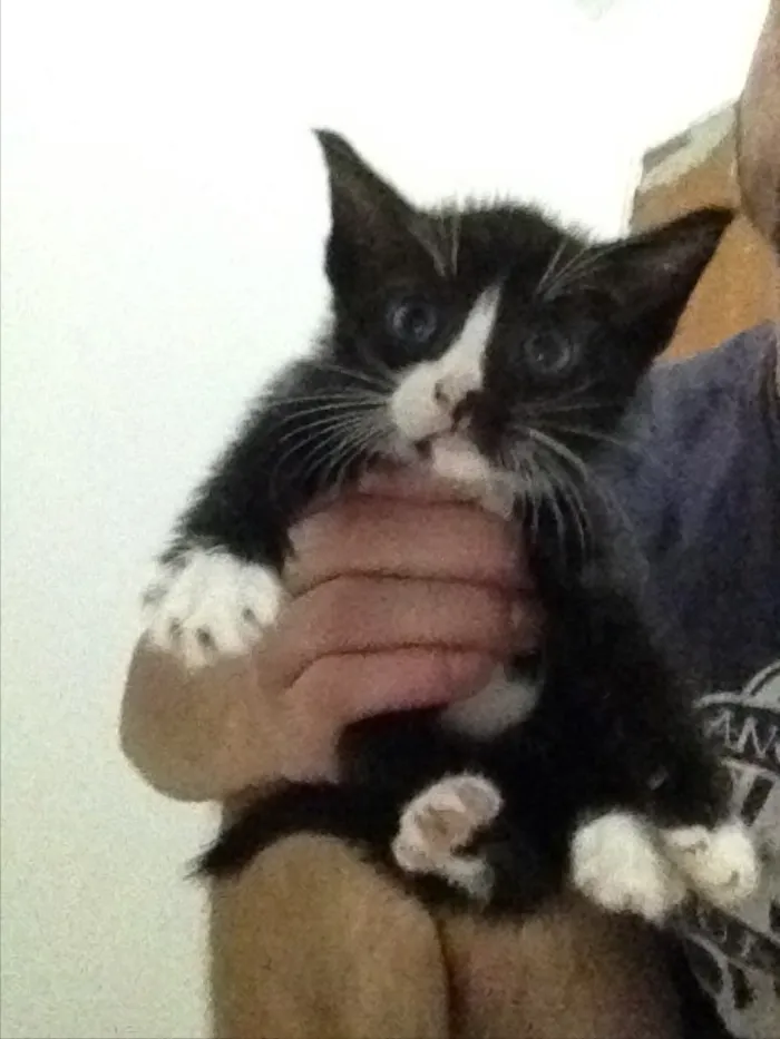 Gato ra a Viralata idade 2 a 6 meses nome Filhotes