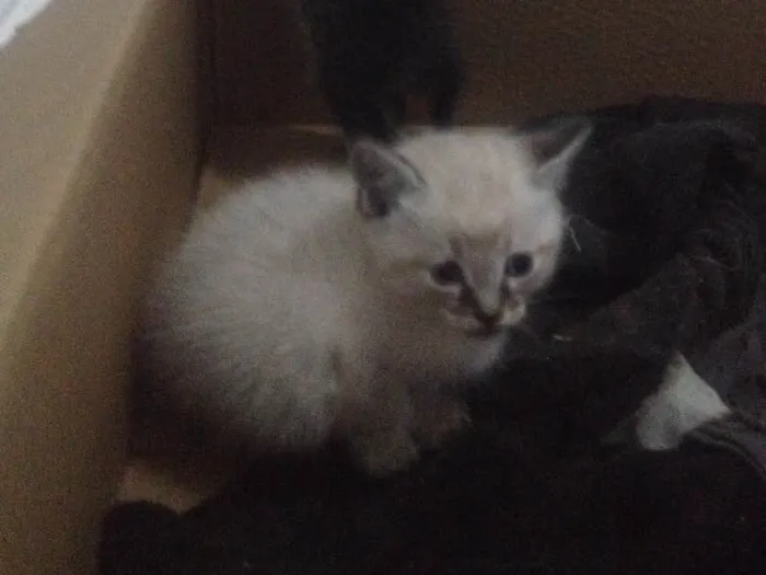 Gato ra a Viralata idade 2 a 6 meses nome Filhotes