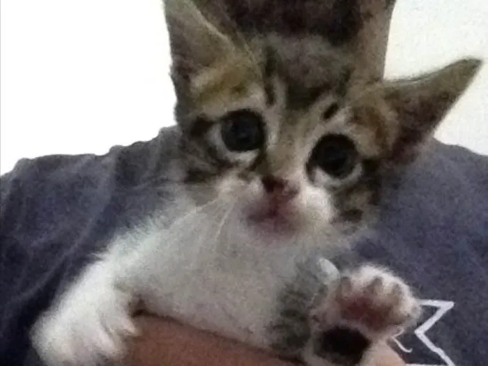Gato ra a Viralata idade 2 a 6 meses nome Filhotes