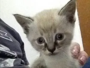 Gato raça Viralata idade 2 a 6 meses nome Filhotes
