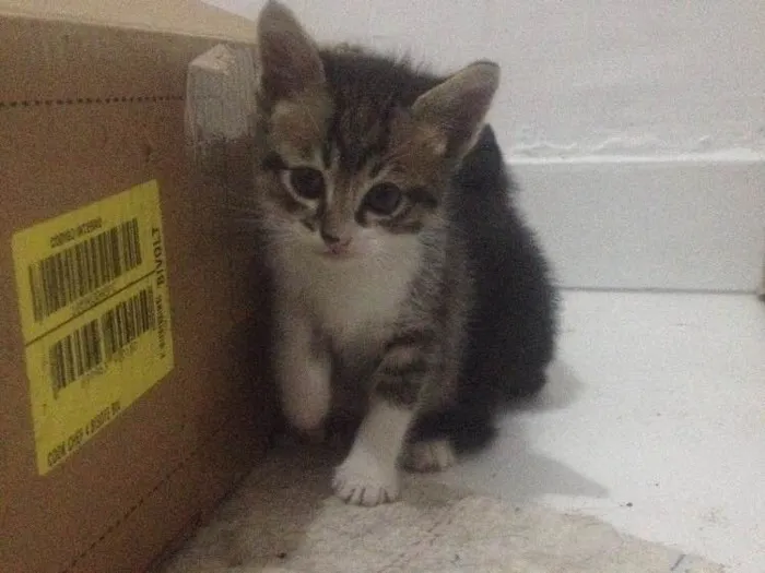Gato ra a Viralata idade 2 a 6 meses nome Filhotes