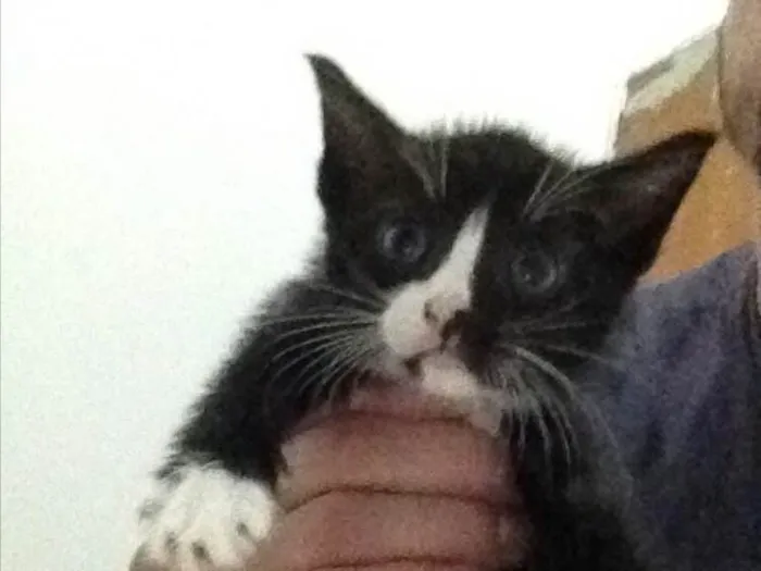 Gato ra a Viralata idade 2 a 6 meses nome Filhotes