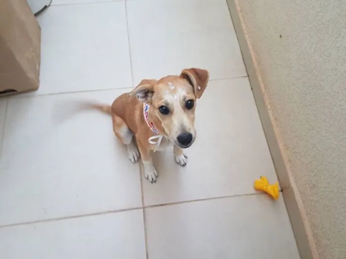 Cachorro ra a SRD idade 2 a 6 meses nome Sky