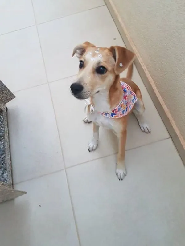 Cachorro ra a SRD idade 2 a 6 meses nome Sky