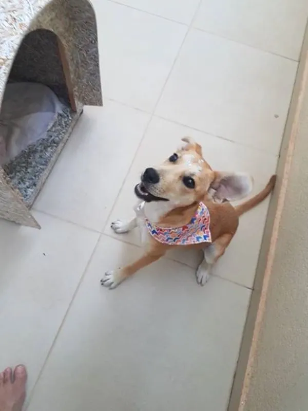 Cachorro ra a SRD idade 2 a 6 meses nome Sky