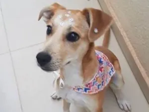 Cachorro raça SRD idade 2 a 6 meses nome Sky