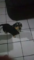 Negão