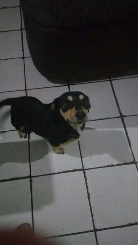 Cachorro ra a SRD idade 2 anos nome Negão