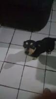 Negão