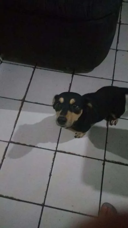 Cachorro ra a SRD idade 2 anos nome Negão