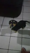 Negão