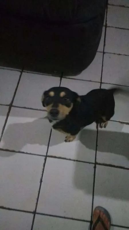 Cachorro ra a SRD idade 2 anos nome Negão