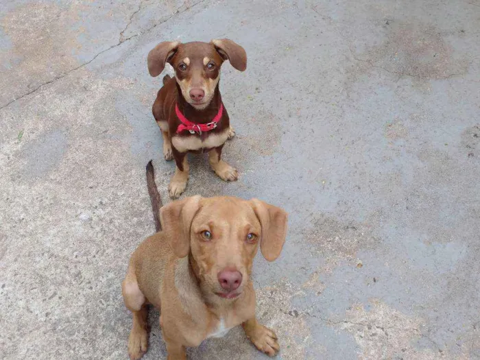 Cachorro ra a Vira lata idade 2 a 6 meses nome Atena e Lora