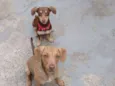 Atena e Lora