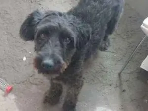 Cachorro raça Poodle idade 1 ano nome Billy
