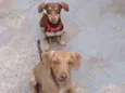 Atena e Lora