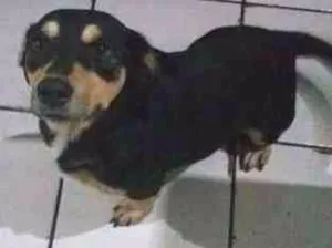 Cachorro raça SRD idade 2 anos nome Negão